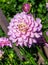 Chrysanthemum lilac with yellowish core