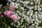 Chrysanthemum and lobularia.