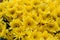 Chrysanthemum in a market of Thailandi