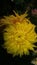 Chrysanthemum morifolium Ramat yellow flower maco view