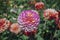 Chrysanthemum morifolium violet-white flower, close-up.