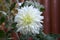 Chrysanthemum morifolium white autumn ornamental flowers