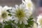 Chrysanthemum morifolium white autumn ornamental flowers