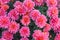 Chrysanthemum multiflora flowers