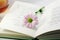 Chrysanthemum on open book