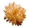 Chrysanthemum orange. Flower on isolated white background with clipping path without shadows. Close-up. For design.