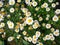 Chrysanthemum paludosum