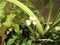 Chrysanthemum paludosum, Creeping daisy