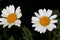 Chrysanthemum paludosum, Creeping daisy