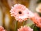 Chrysanthemum in pink in a beautiful representation