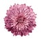 Chrysanthemum pink. Flower on isolated white background with clipping path without shadows. Close-up. For design.