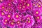 Chrysanthemum pink flowers