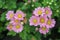 Chrysanthemum Pink flowers and Cute in the Garden