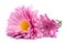 chrysanthemum pink flowers isolated