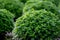 The Chrysanthemum plant in the farm.