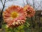 Chrysanthemum plant flowers in the garden