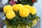 Chrysanthemum plant on a tombstone