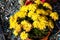 Chrysanthemum plant on a tombstone