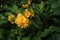 Chrysanthemum plants
