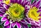 Chrysanthemum purple backgrounds