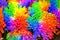 Chrysanthemum rainbow closeup, flowers color diversity,