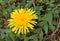 Chrysanthemum on road side