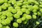 Chrysanthemum santini flowers