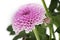 Chrysanthemum Santini Pink