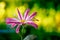 chrysanthemum, single blooming flower from close range on a delicate blurred background, inflorescence in purple white