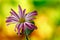 chrysanthemum, single blooming flower from close range on a delicate blurred background, inflorescence in purple white