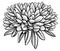 Chrysanthemum sketch. Autumn flower. The drawing is realistic in black and white style.