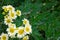 Chrysanthemum `Snow Dome` blooming in a garden with distinctive green leaves, as a nature background