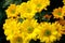 Chrysanthemum (Southern Agricultural golden flame)