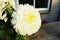 Chrysanthemum, symbol of purity.