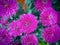 Chrysanthemum, Teluki or chrysanthemum & x28;sometimes referred to as chrysanthemum or chrysanthemum& x29; is a type of flowering