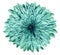 Chrysanthemum turquoise flower on white isolated background with clipping path. no shadows. Closeup.