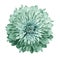 Chrysanthemum turquoise-green. Flower on isolated white background with clipping path without shadows. Close-up. For design.