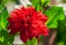Chrysanthemum variety credo, one bright scarlet flower