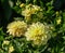 chrysanthemum variety korall pale yellow