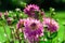 chrysanthemum variety miss delilah dahlia, bright lilac, purple, full bloom