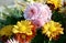 Chrysanthemum variety of money-maker