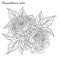 Chrysanthemum vector on white background