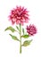Chrysanthemum Watercolor Illustration. Chrysanthemum flower isolated on white. November Birth Month Flower.