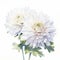 Chrysanthemum Watercolor Painting: White Splendour Flowers On White Background