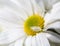 Chrysanthemum white closeup