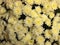 Chrysanthemum White Yellow Flowers