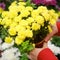 Chrysanthemum with a yellow color of inflorescences  a genus of annual and perennial herbaceous plants of the Asteraceae family 