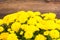 Chrysanthemum yellow garden flowers