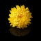 Chrysanthemum yellow head flower isolated on black