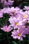 Chrysanthemum ï¼ˆgrand roseï¼‰